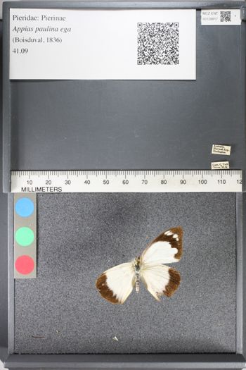 Media type: image;   Entomology 128817